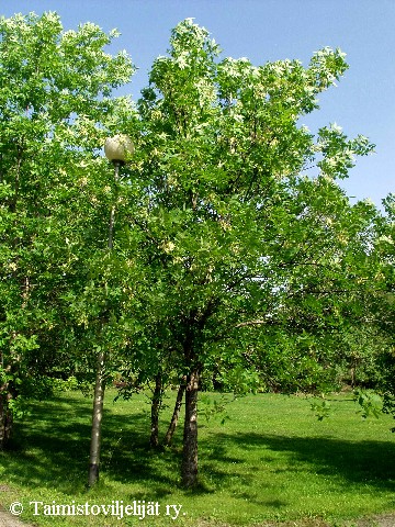 Fraxinus pennsylvanica